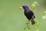 Image. Common Starling