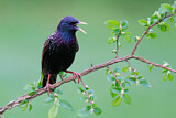Image. Common Starling