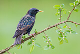 Image. Common Starling