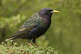 Image. Common Starling