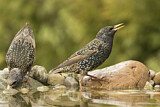 Image. Common Starling