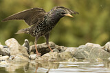 Image. Common Starling