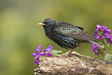 Image. Common Starling