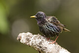 Image. Common Starling