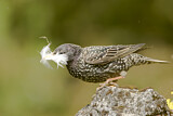 Image. Common Starling