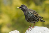 Image. Common Starling