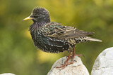 Image. Common Starling