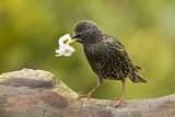 Image. Common Starling