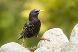 Image. Common Starling