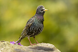 Image. Common Starling