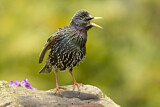 Image. Common Starling
