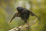 Image. Common Starling