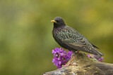 Image. Common Starling