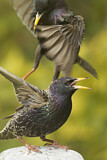 Image. Common Starling