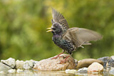 Image. Common Starling