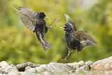 Image. Common Starling