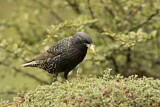 Image. Common Starling