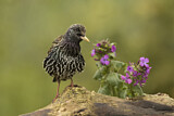 Image. Common Starling