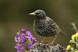 Image. Common Starling
