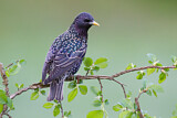 Image. Common Starling