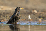 Image. Common Starling