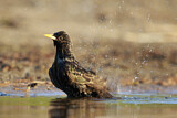 Image. Common Starling