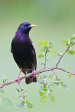 Image. Common Starling
