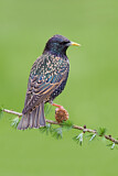 Image. Common Starling