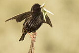 Image. Common Starling