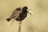 Image. Common Starling