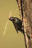 Image. Common Starling