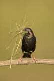 Image. Common Starling