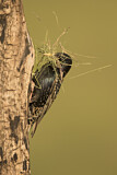 Image. Common Starling