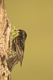 Image. Common Starling