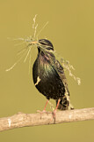 Image. Common Starling