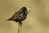 Image. Common Starling