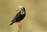 Image. Common Starling