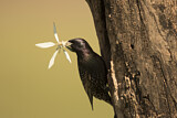 Image. Common Starling