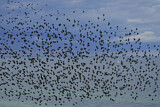 Image. Common Starling