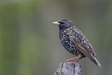 Image. Common Starling