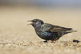 Image. Common Starling