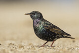 Image. Common Starling