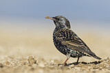 Image. Common Starling