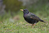 Image. Common Starling
