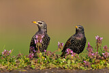 Image. Common Starling