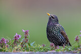 Image. Common Starling