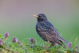 Image. Common Starling