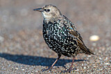 Image. Common Starling