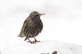 Image. Common Starling