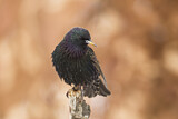 Image. Common Starling